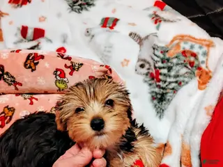 Yorkshire Terrier dogs Mariah - Yorkshire Terrier Puppy 4 - Ad 13