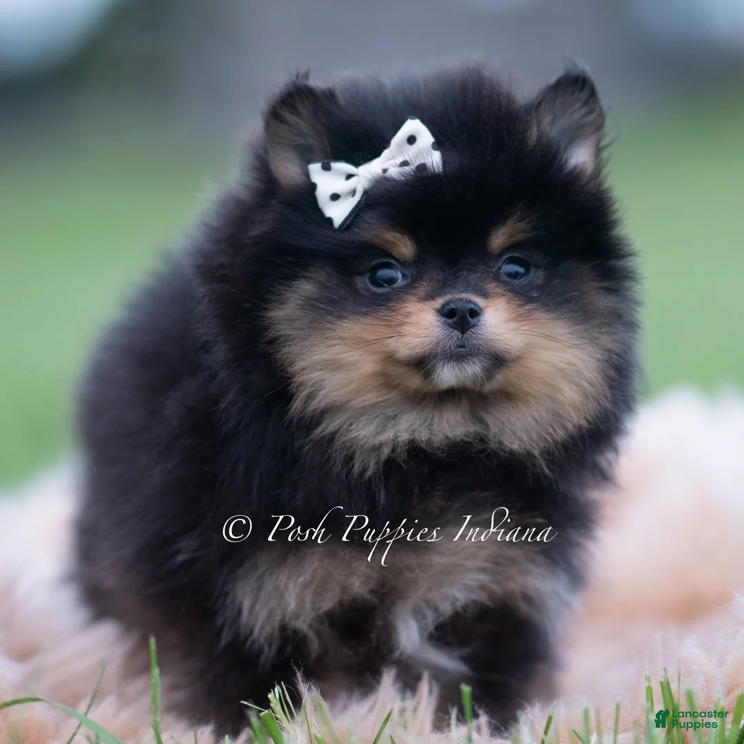Pomeranian dogs for sale: Chewbarka - Ad 2