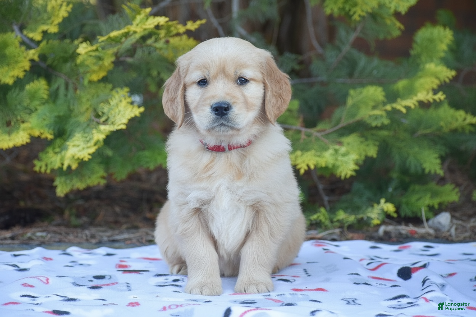 Golden Retriever dogs Brady - Ad 1