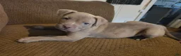 Mixed Breed dogs for sale: Rosemary  - Ad 2