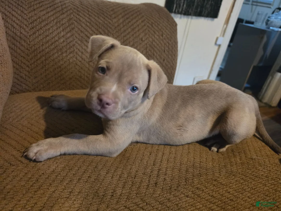 Mixed Breed dogs for sale: Rosemary  - Ad 2