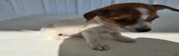 Chihuahua dogs for sale: Baby - Ad 8