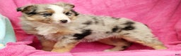 Miniature Australian Shepherd dogs for sale: Shelby - Ad 8