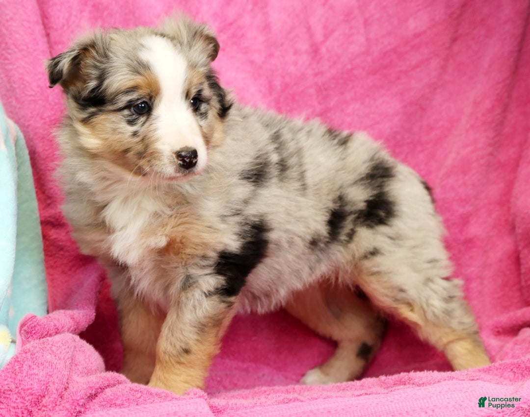 Miniature Australian Shepherd dogs for sale: Shelby - Ad 8