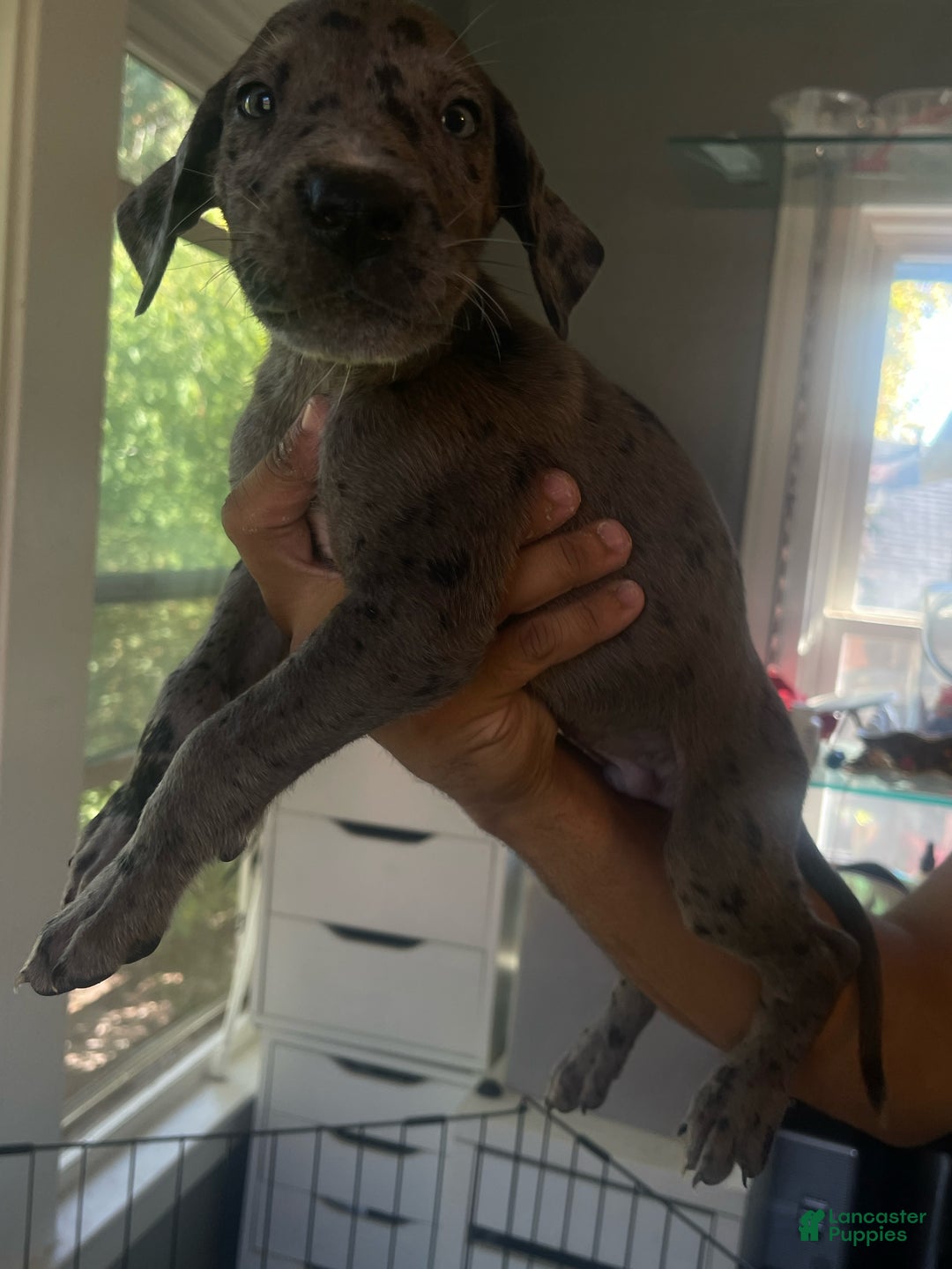Great Dane dogs for sale: Zeus - Ad 1