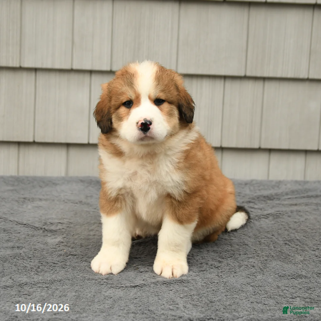 Mixed Breed dogs for sale: Roxie - Ad 1