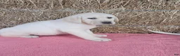 Labrador Retriever dogs for sale: Bailey  - Ad 5
