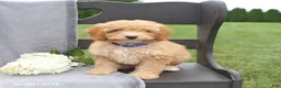 Cavapoo dogs for sale: Teddy - Ad 3