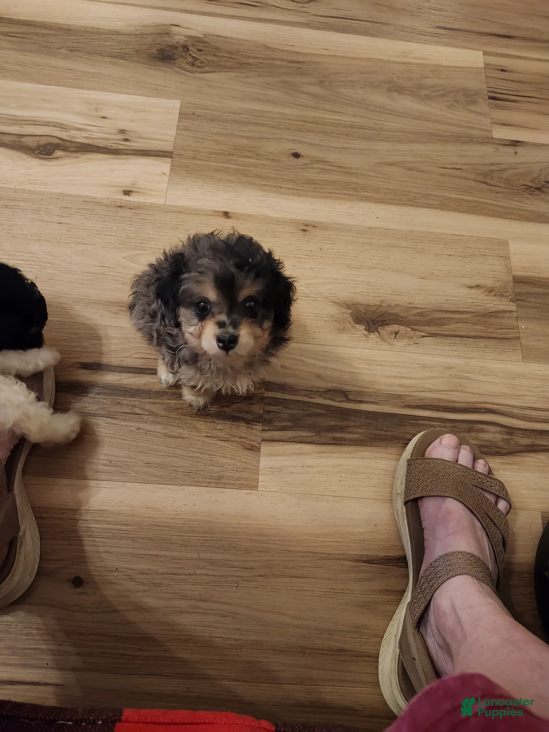 Aussiedoodle dogs for sale: Aussiedoodle 1 - Ad 2