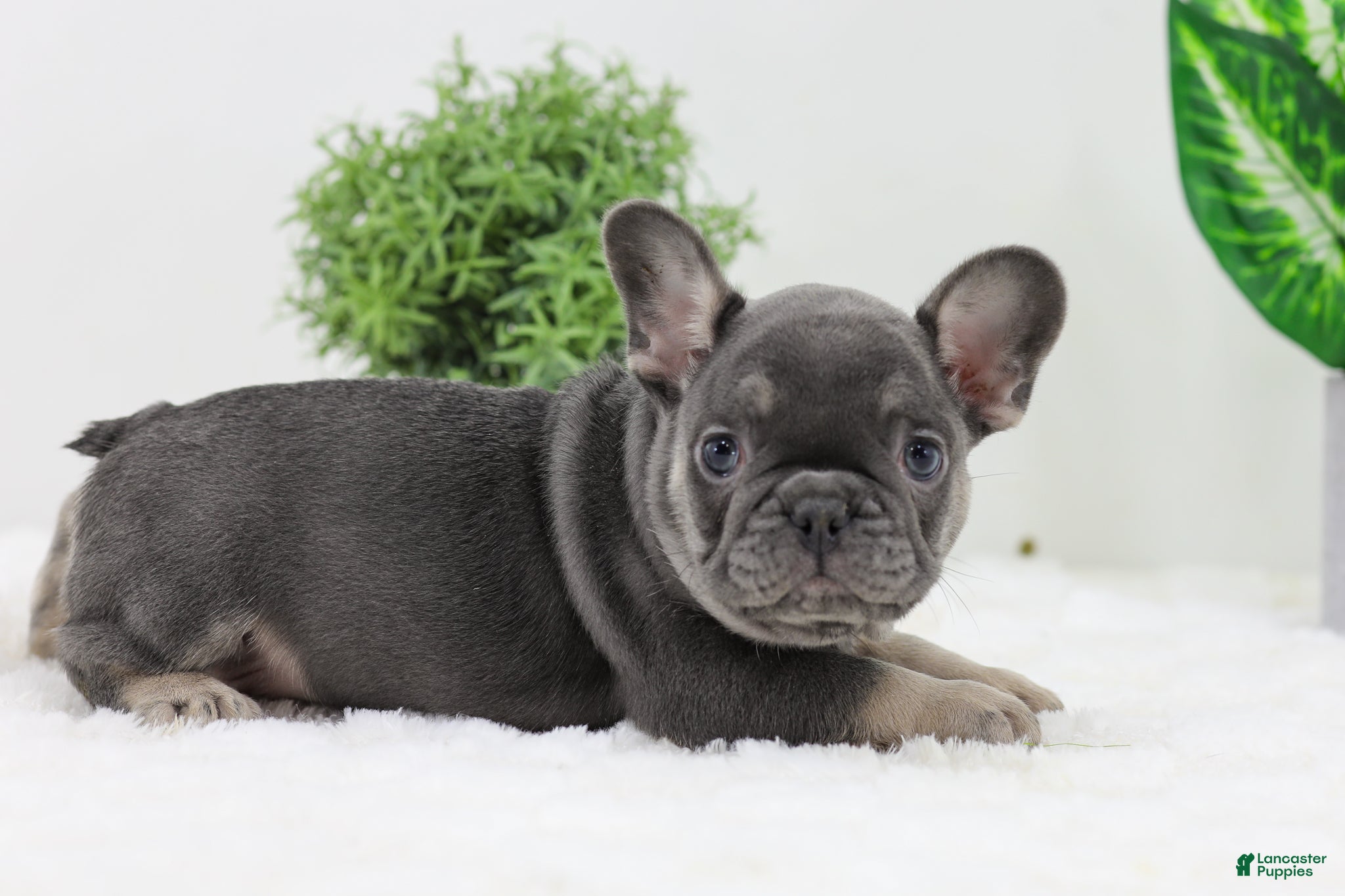 French Bulldog dogs Eaton - Ad 19