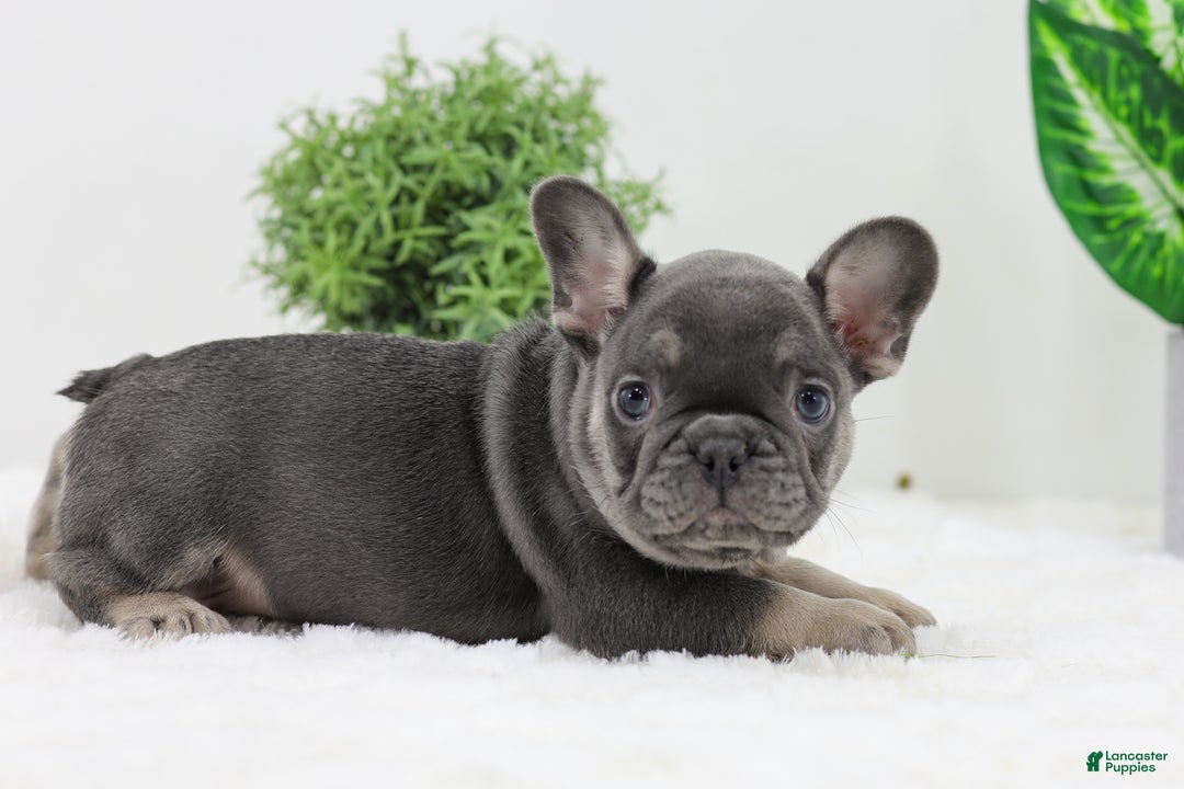 French Bulldog dogs for sale: Eaton - Ad 1