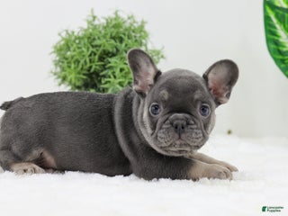 French Bulldog dogs Eaton - Ad 29