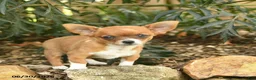 Chihuahua dogs for sale: Rocket  - Ad 3