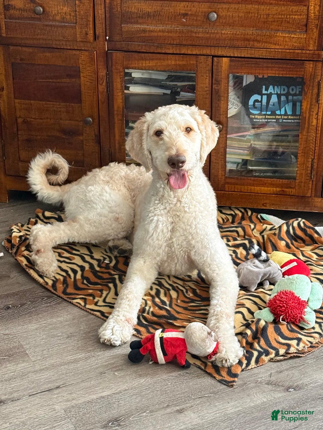 Goldendoodle dogs for sale: Teddy - Ad 1