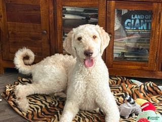 Goldendoodle dogs Teddy - Ad 19
