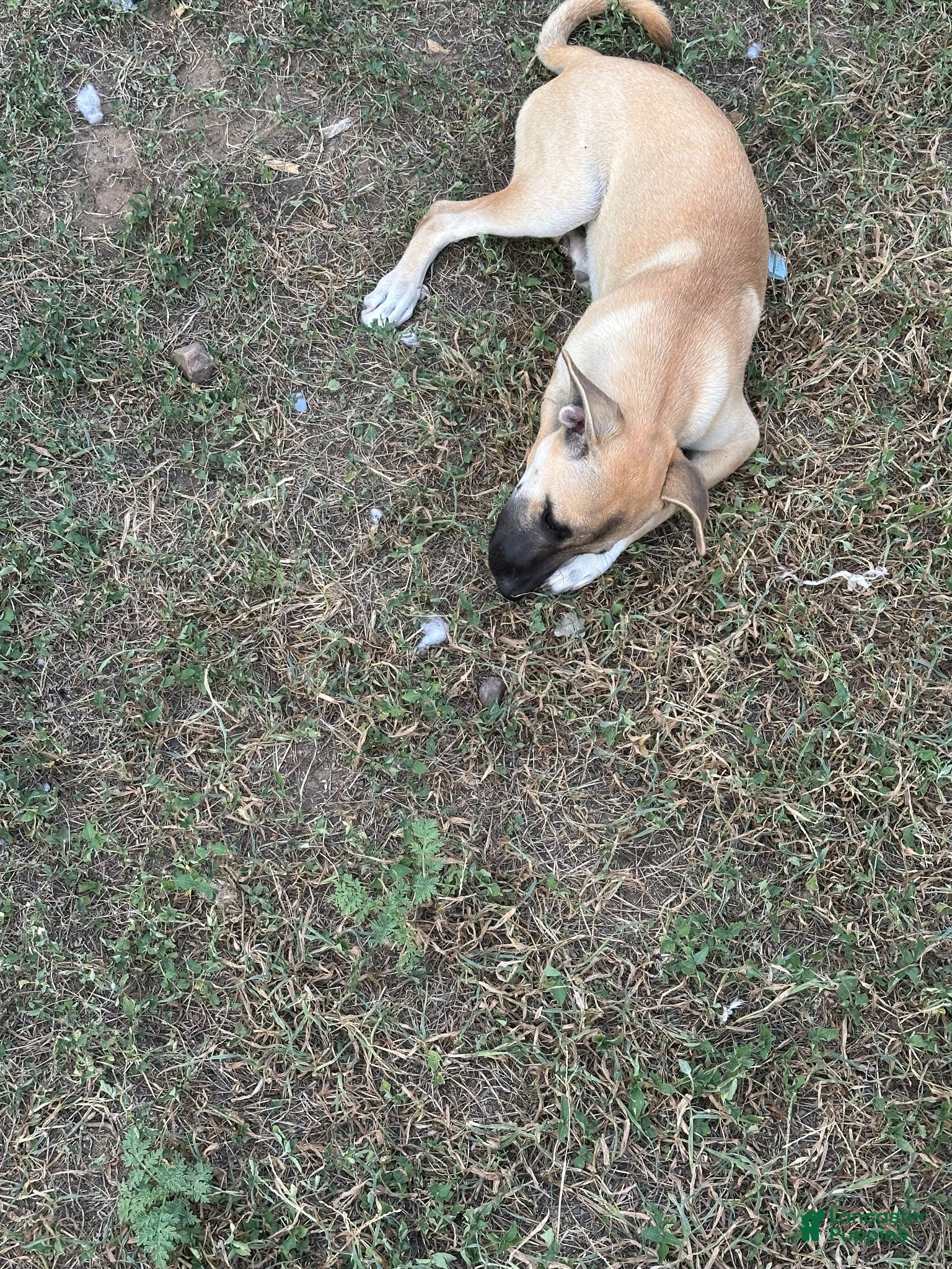 Mixed Breed dogs Mocha  - Ad 42