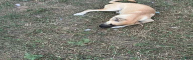 Mocha 