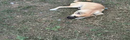 Mixed Breed dogs for sale: Mocha  - Ad 1