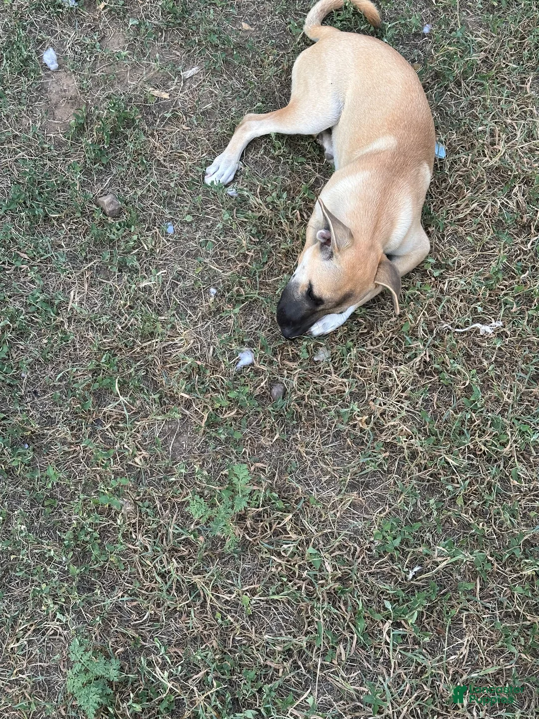 Mixed Breed dogs for sale: Mocha  - Ad 1