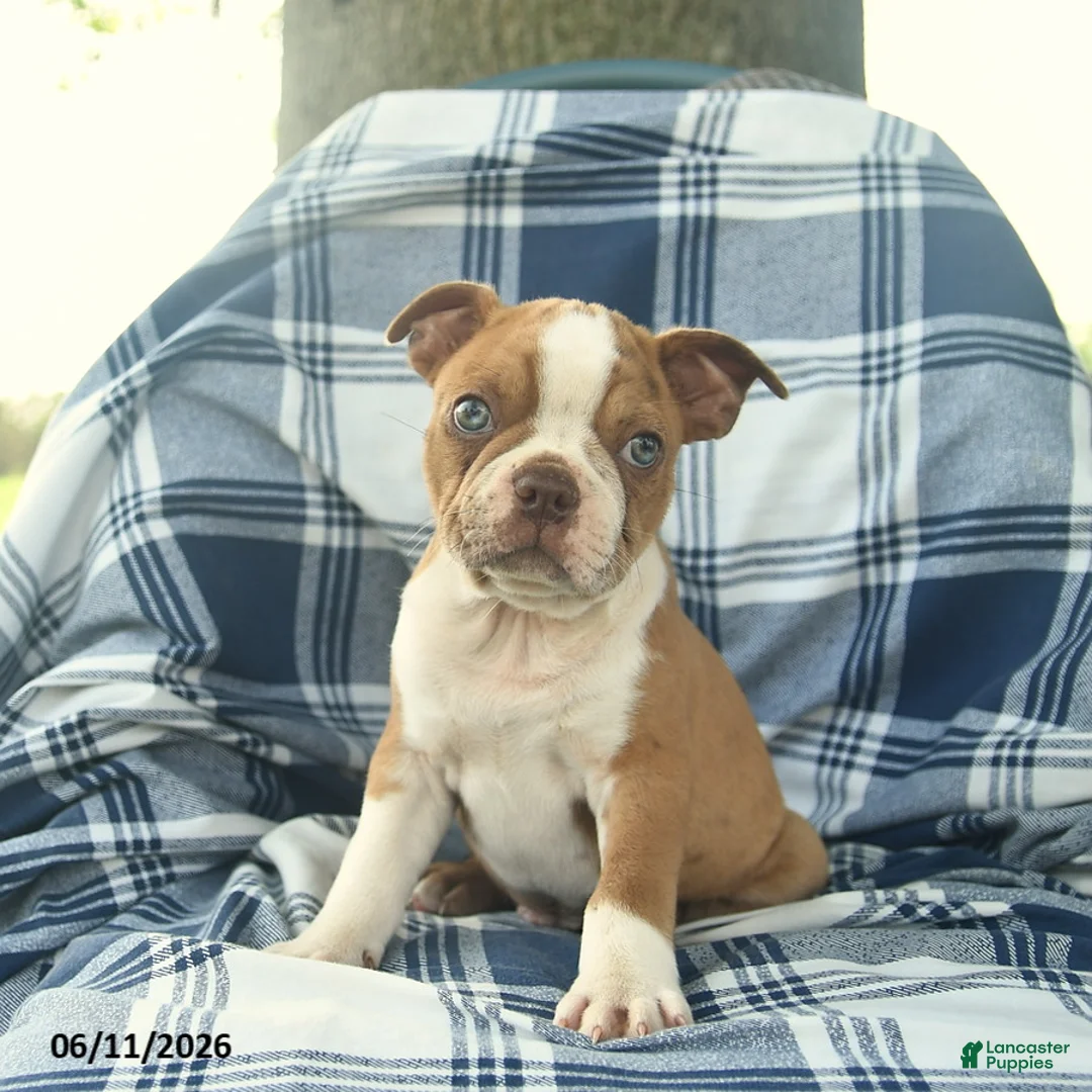 Boston Terrier dogs for sale: Frankie  - Ad 1