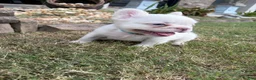 French Bulldog dogs for sale: CottonBall - Ad 6