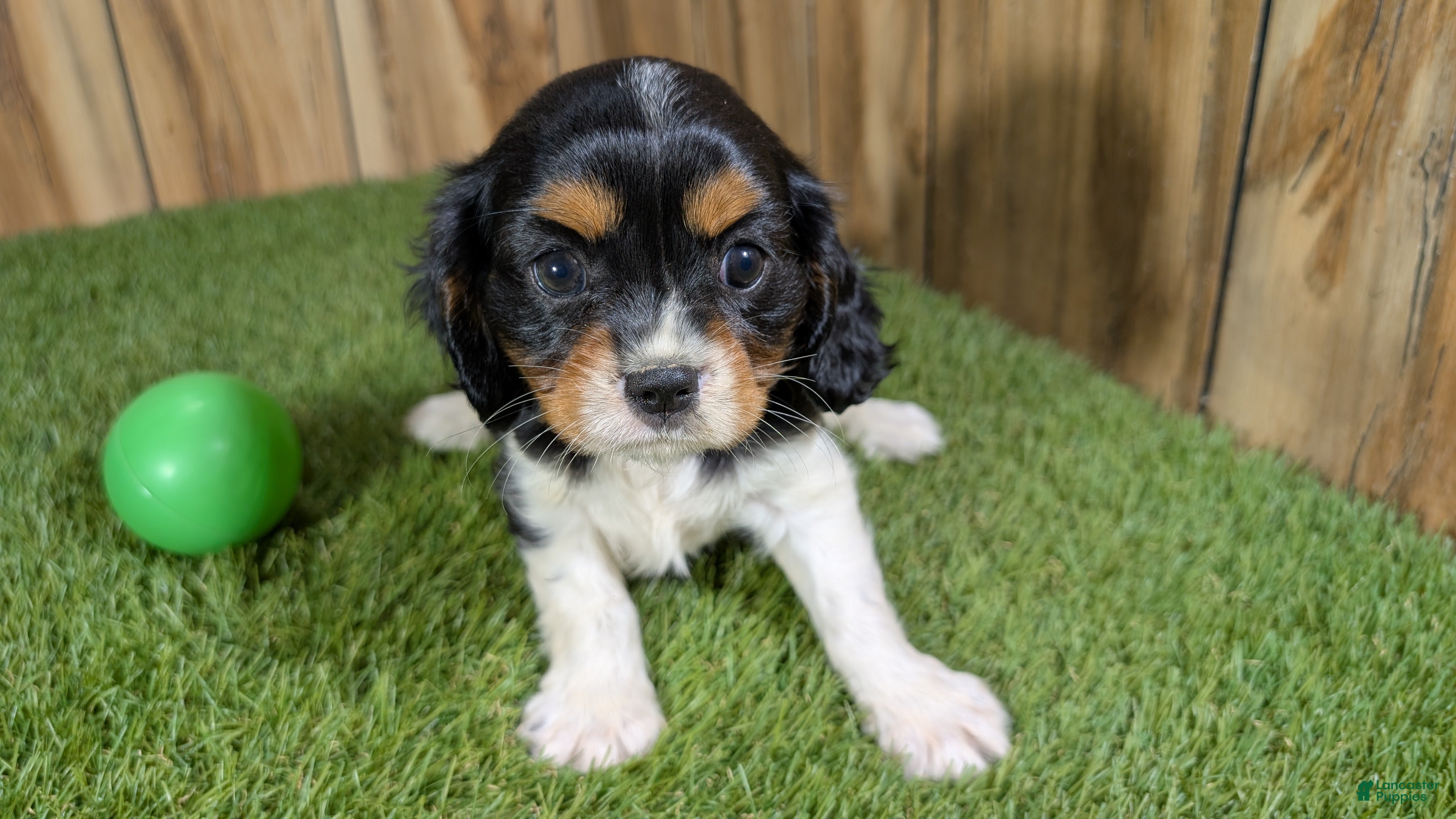 Cavalier King Charles Spaniel dogs Bessie Boy 2 - Ad 2