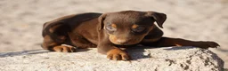 Doberman Pinscher dogs for sale: Sara F 2 - Ad 5