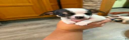 Chihuahua dogs for sale: Chihuahua 2 - Ad 4