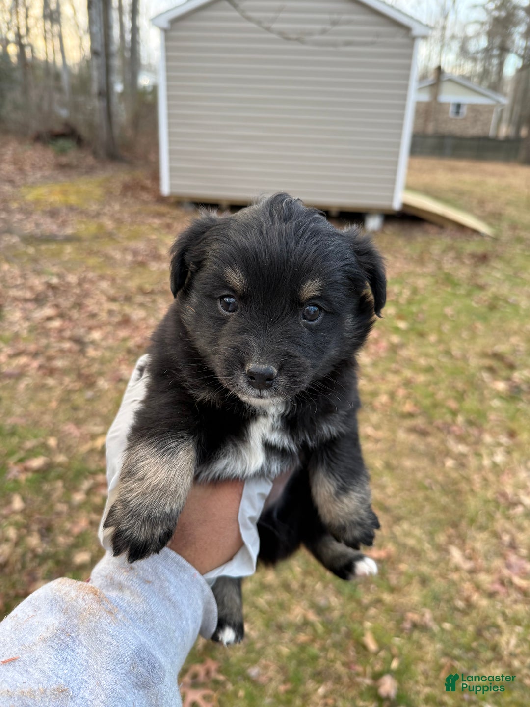 Pomsky dogs for sale: Pomsky Puppy 3 - Ad 2
