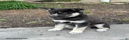 Gerberian Shepsky dogs for sale: Duke - Ad 3