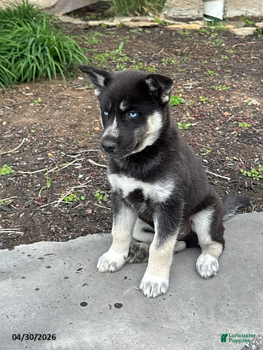 Gerberian Shepsky dogs for sale: Duke - Ad 3