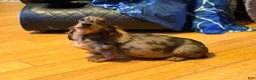 Miniature Dachshund dogs for sale: AKC Russian- Pra clear sale - Ad 8