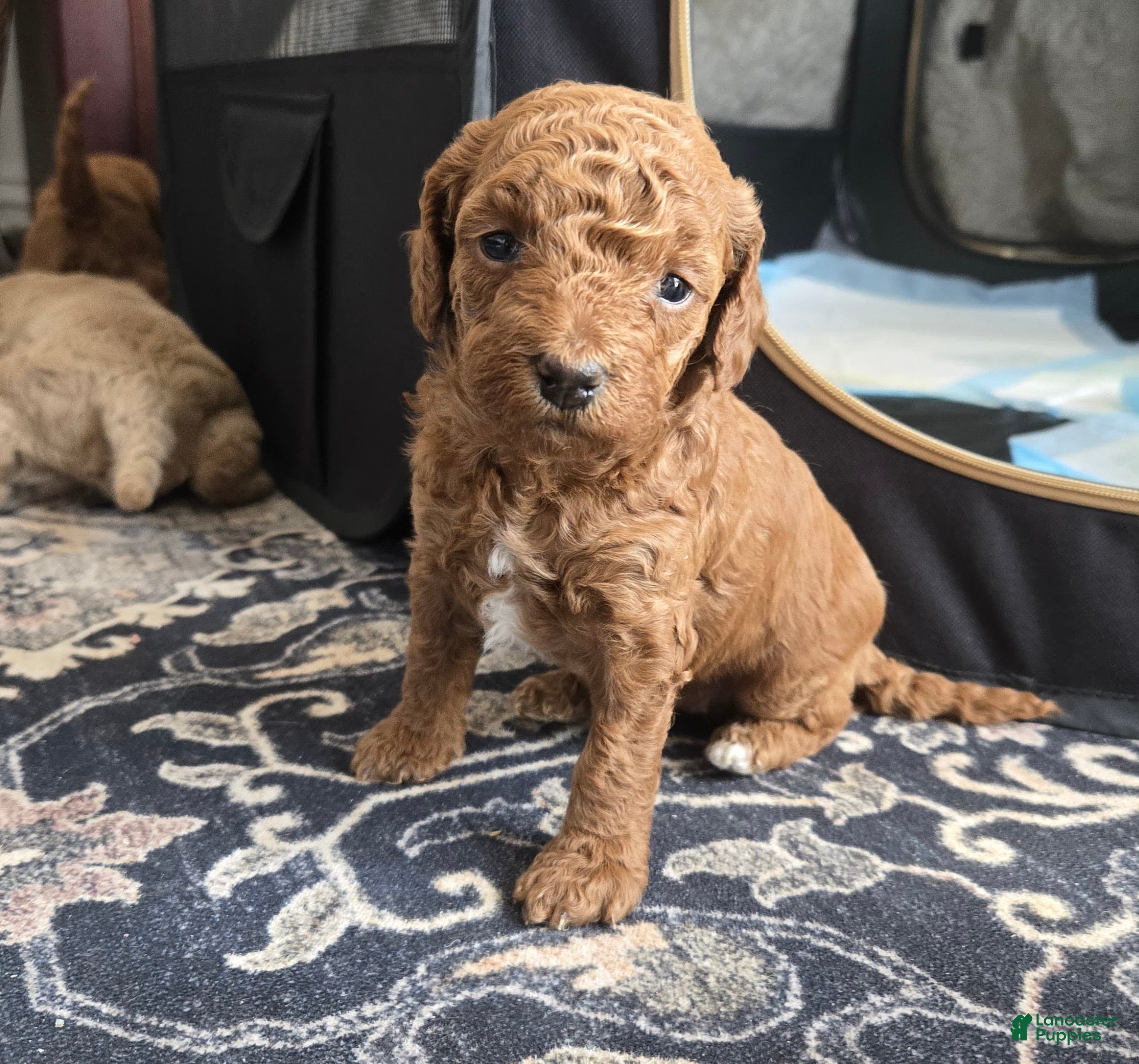 Mini Goldendoodle dogs Poppy  - Ad 2