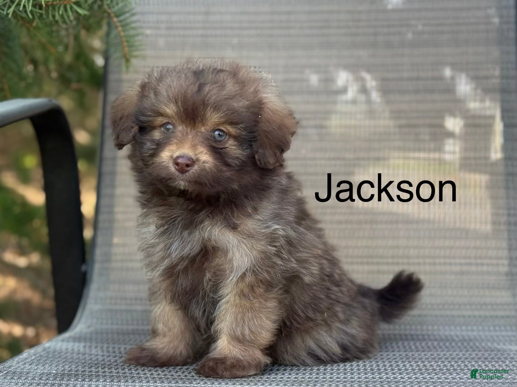 Pomapoo dogs Jacksom - Ad 1
