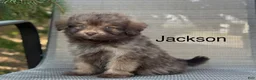 Pomapoo dogs for sale: Jacksom - Ad 1