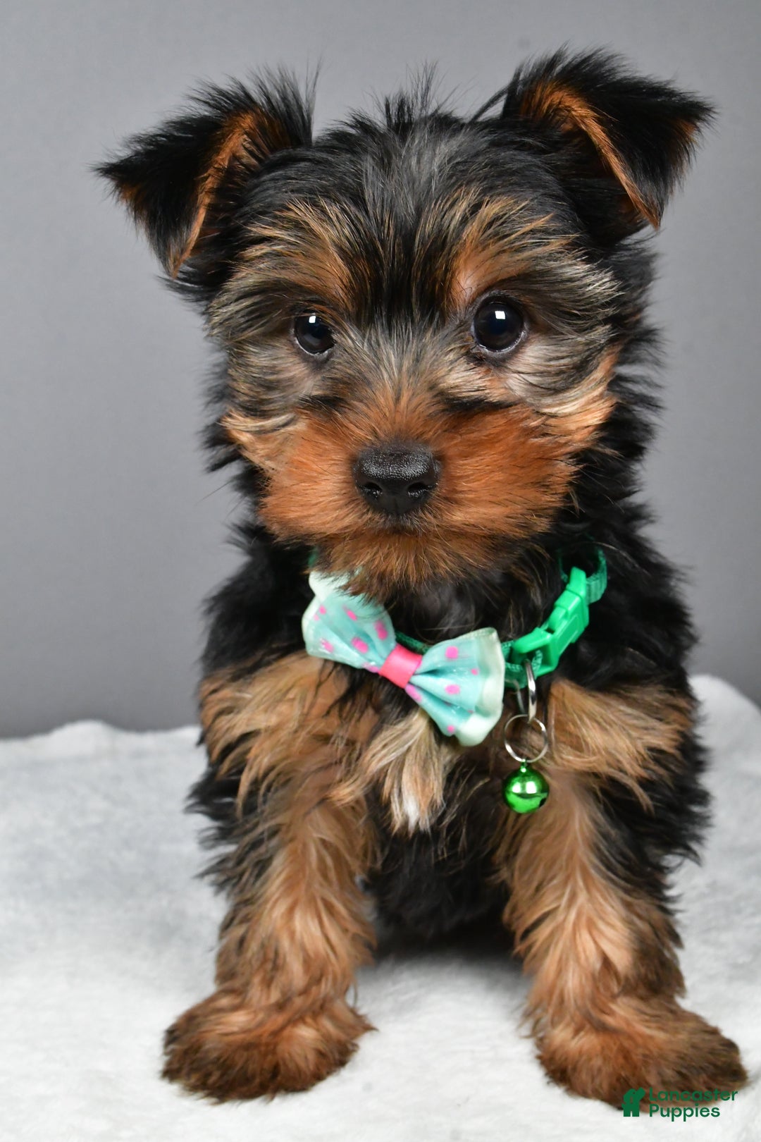 Morkie dogs for sale: Patrick - Ad 8