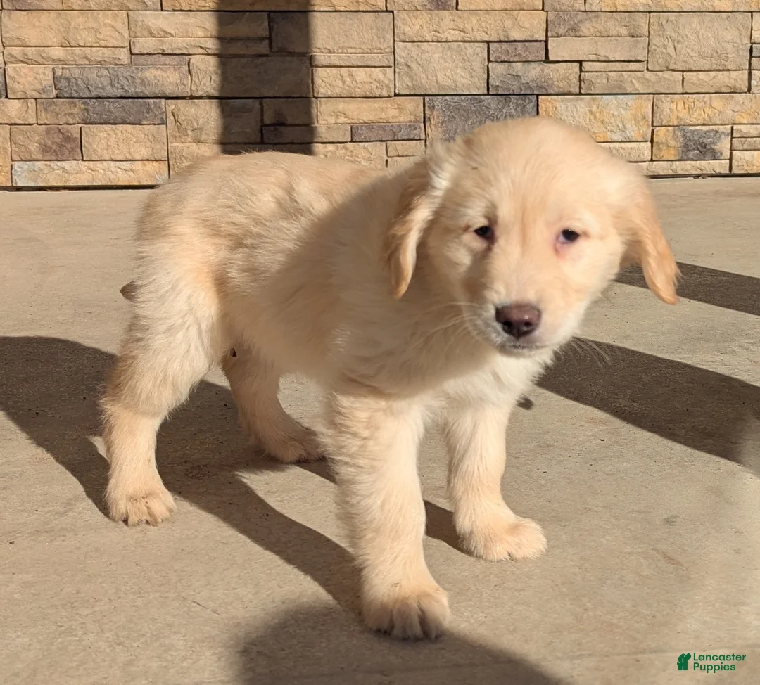 Golden Retriever dogs for sale: Charlie  - Ad 1