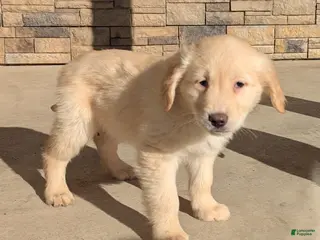 Golden Retriever dogs Charlie - Ad 18