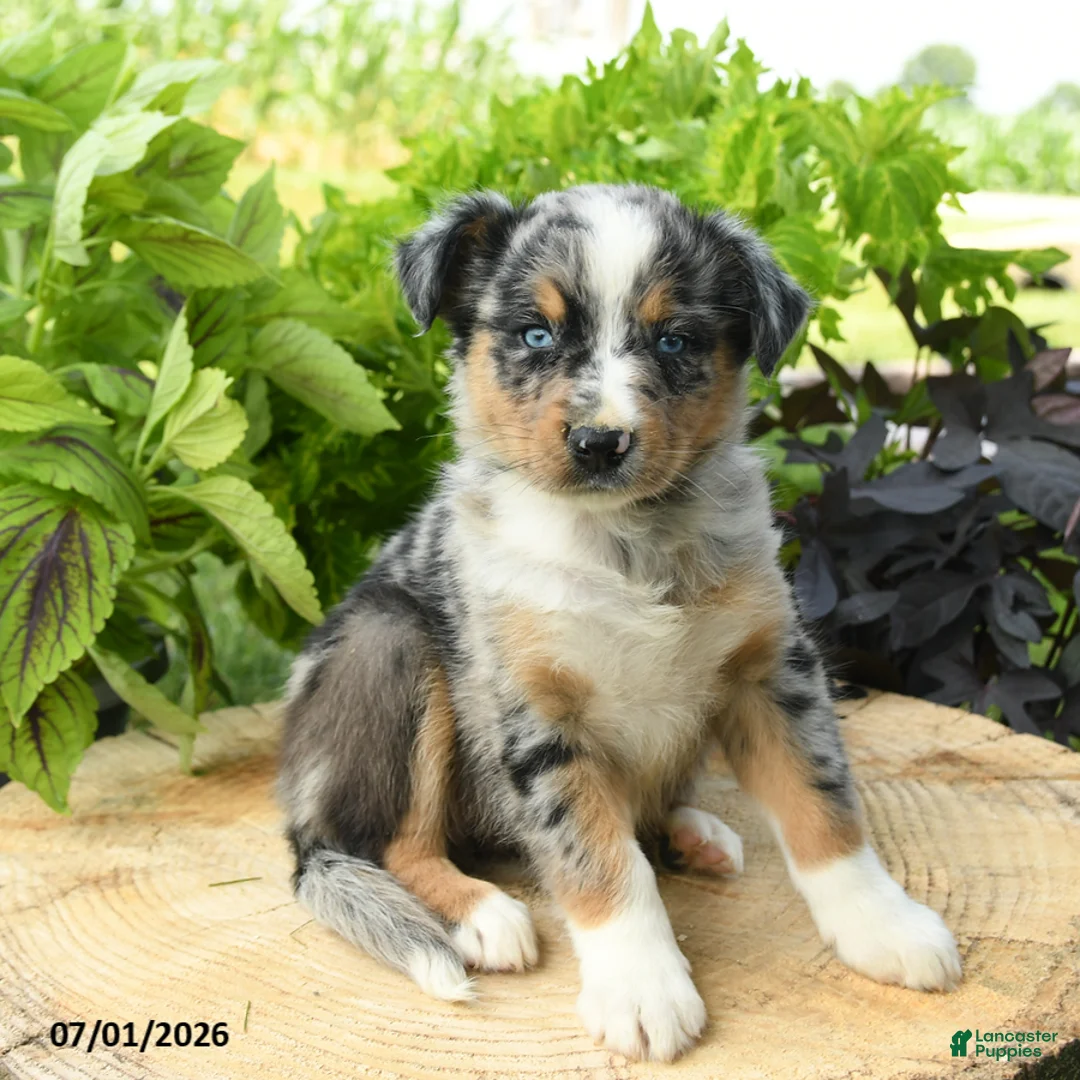 Australian Shepherd dogs for sale: Phoebe - Ad 1