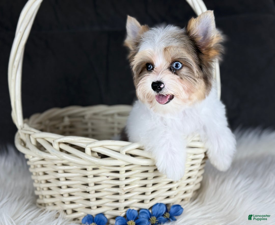 Yorkshire Terrier dogs for sale: Stuart 2 blue eyes  - Ad 1