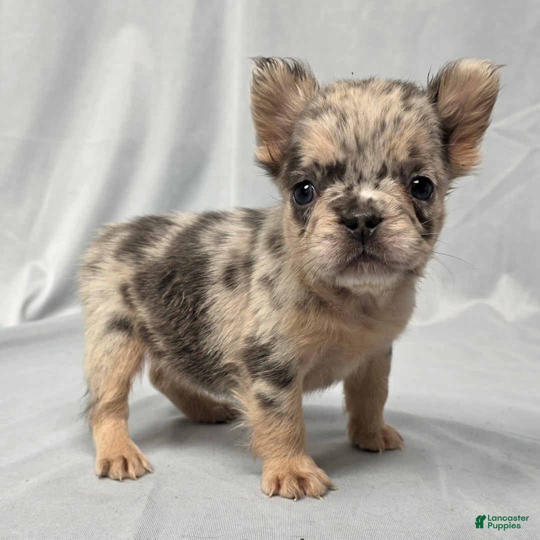 Puppies for sale in Ohio Lancaster Puppies