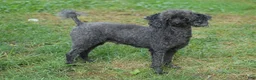 Toy Poodle dogs for sale: Hailey - Ad 3