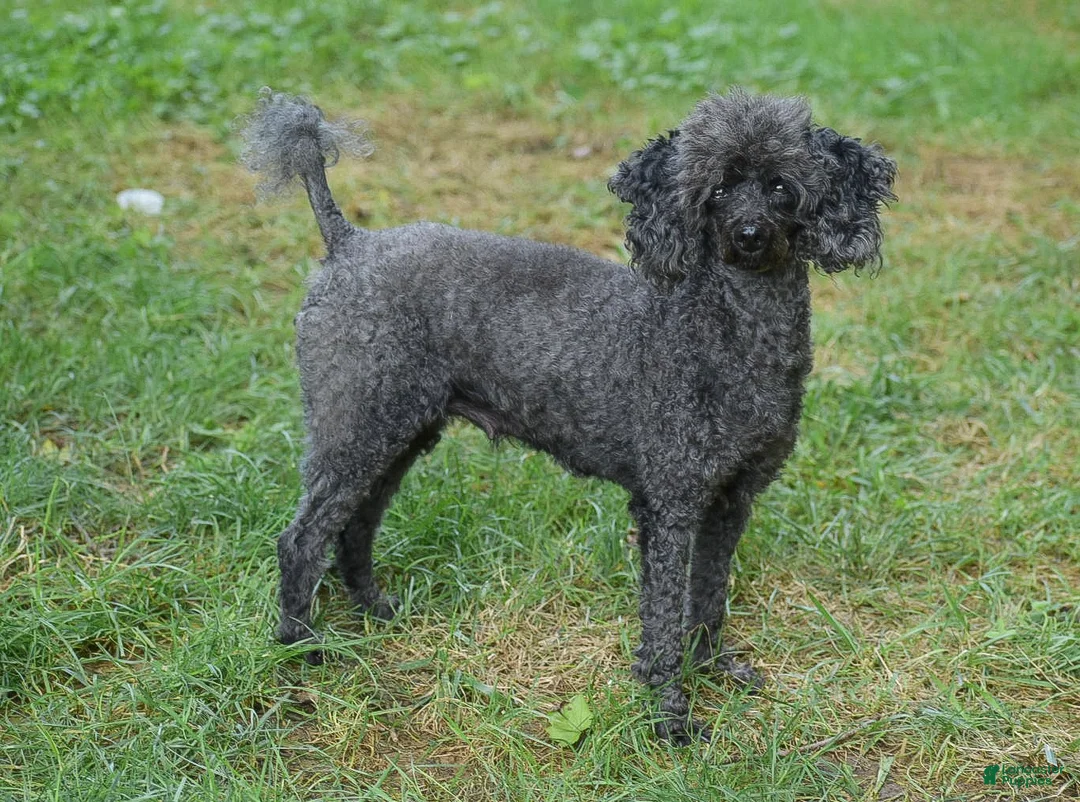 Toy Poodle dogs for sale: Hailey - Ad 3