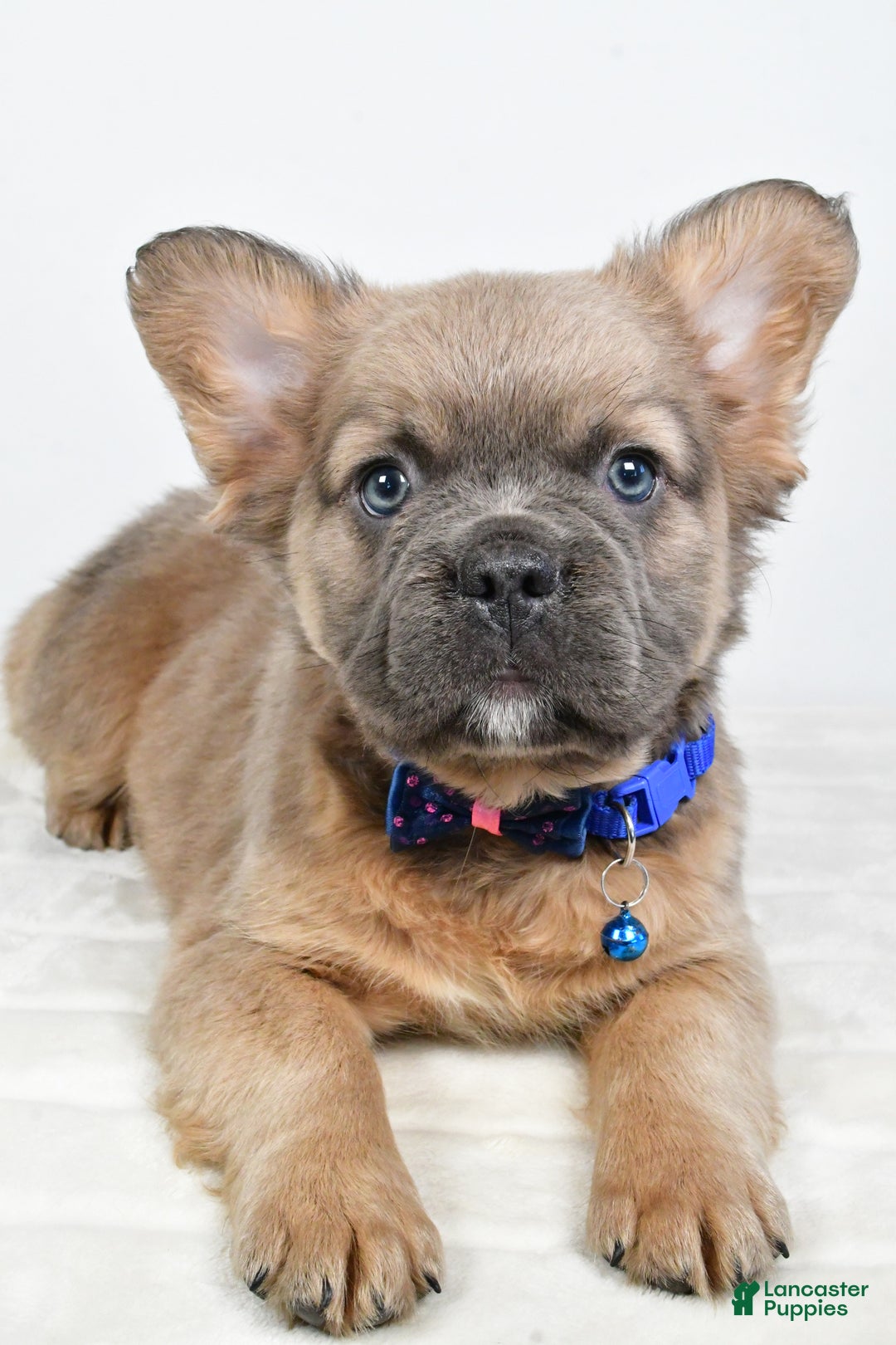 French Bulldog dogs for sale: Bobby - Ad 9