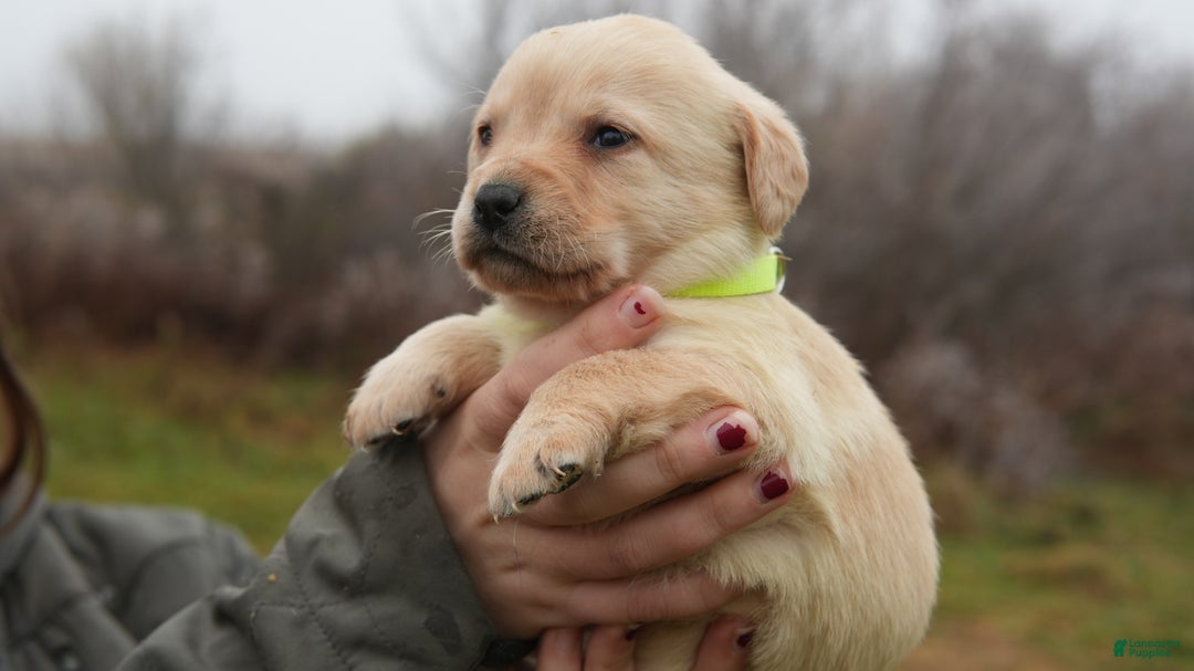 Labrador Retriever dogs for sale: Mae - Ad 2