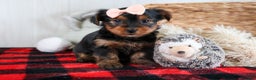 Yorkshire Terrier dogs for sale: COCO - Ad 15