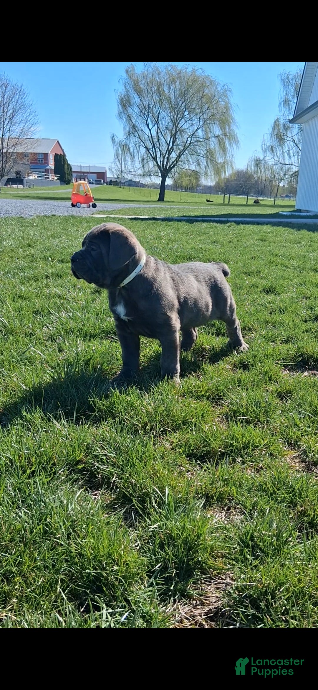 Cane Corso dogs Tyson - Ad 1