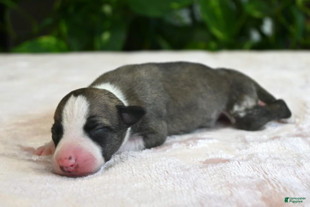 Whippet dogs for sale: Kit - Ad 1