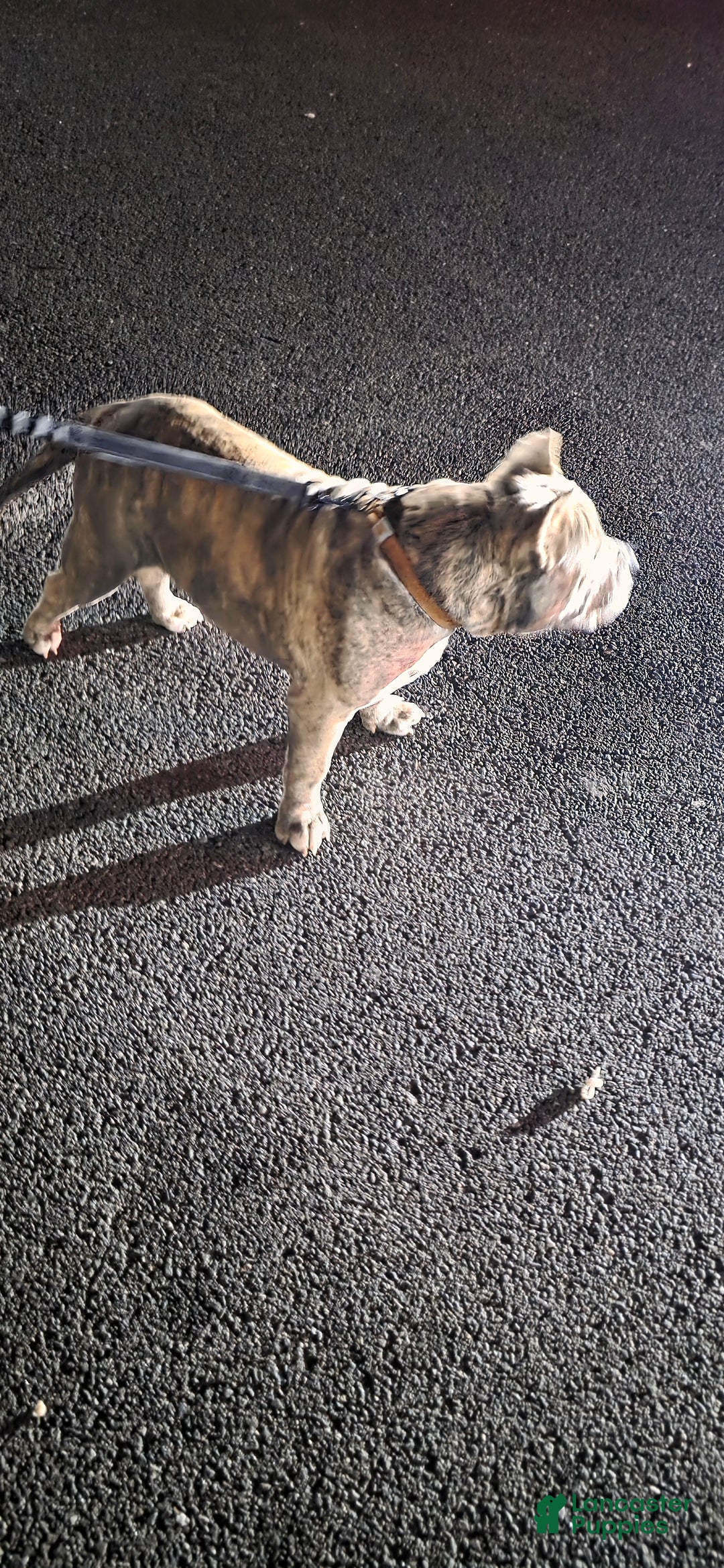 American Bully dogs for stud: Will be available for stud June 2026 $1000 - Ad 2