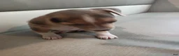 Chiweenie dogs for sale: Chiweenie 2 - Ad 4